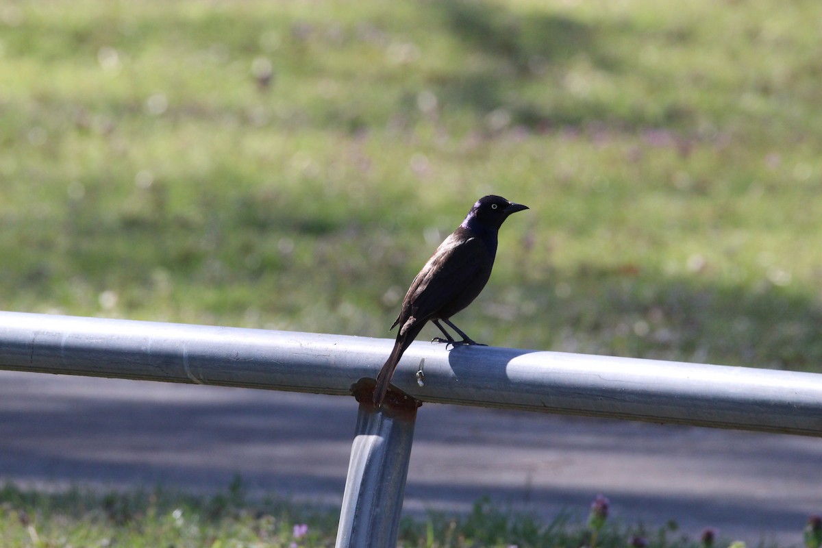 Common Grackle - ML429575921