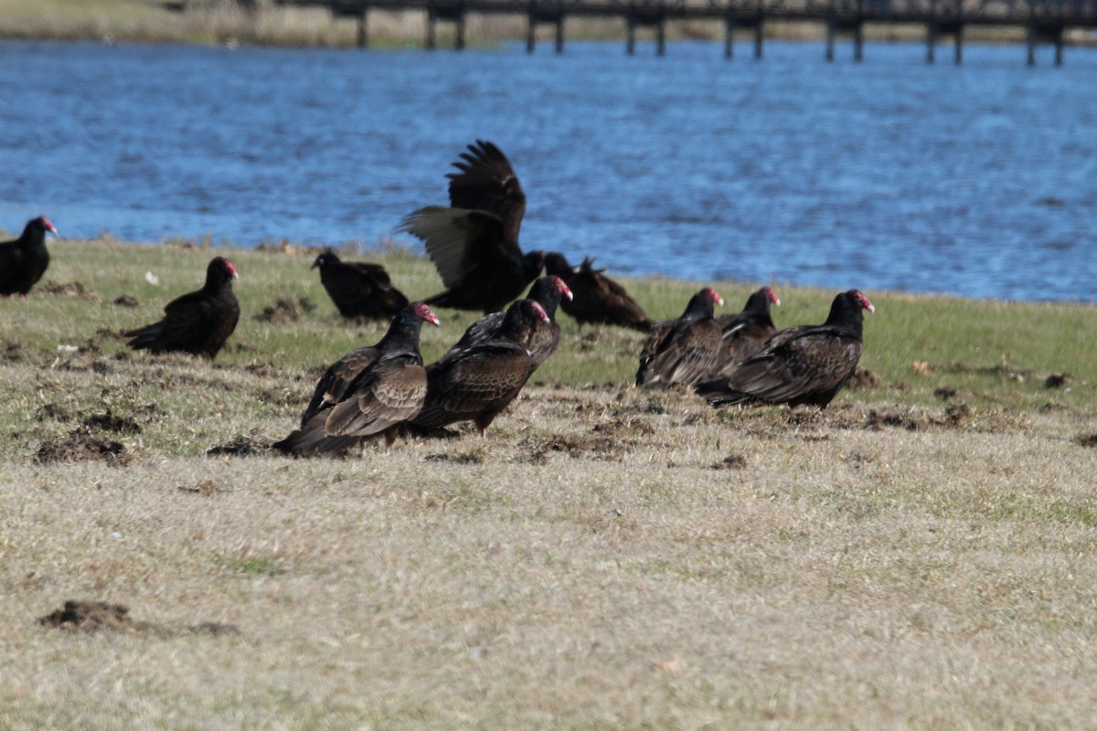 Turkey Vulture - ML429576061