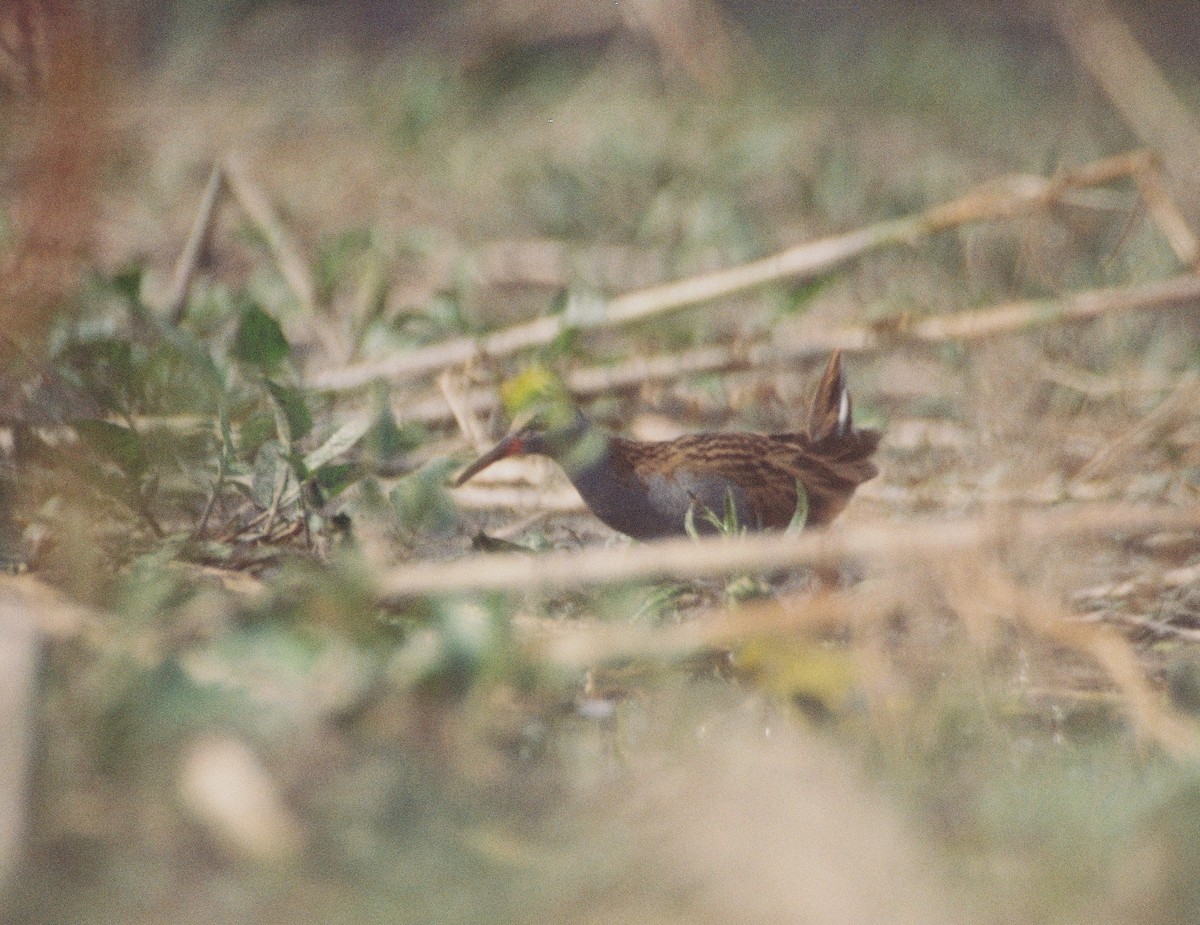 Water Rail - ML42957721