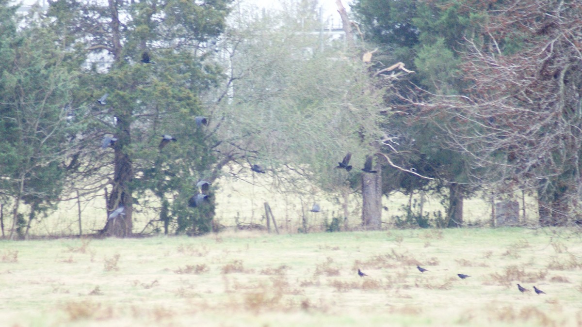 American Crow - ML42957801