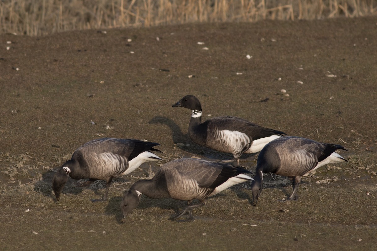 Brant (Black) - ML429578441