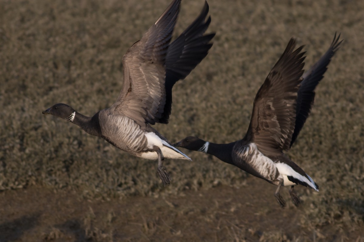 Brant (Black) - ML429578531