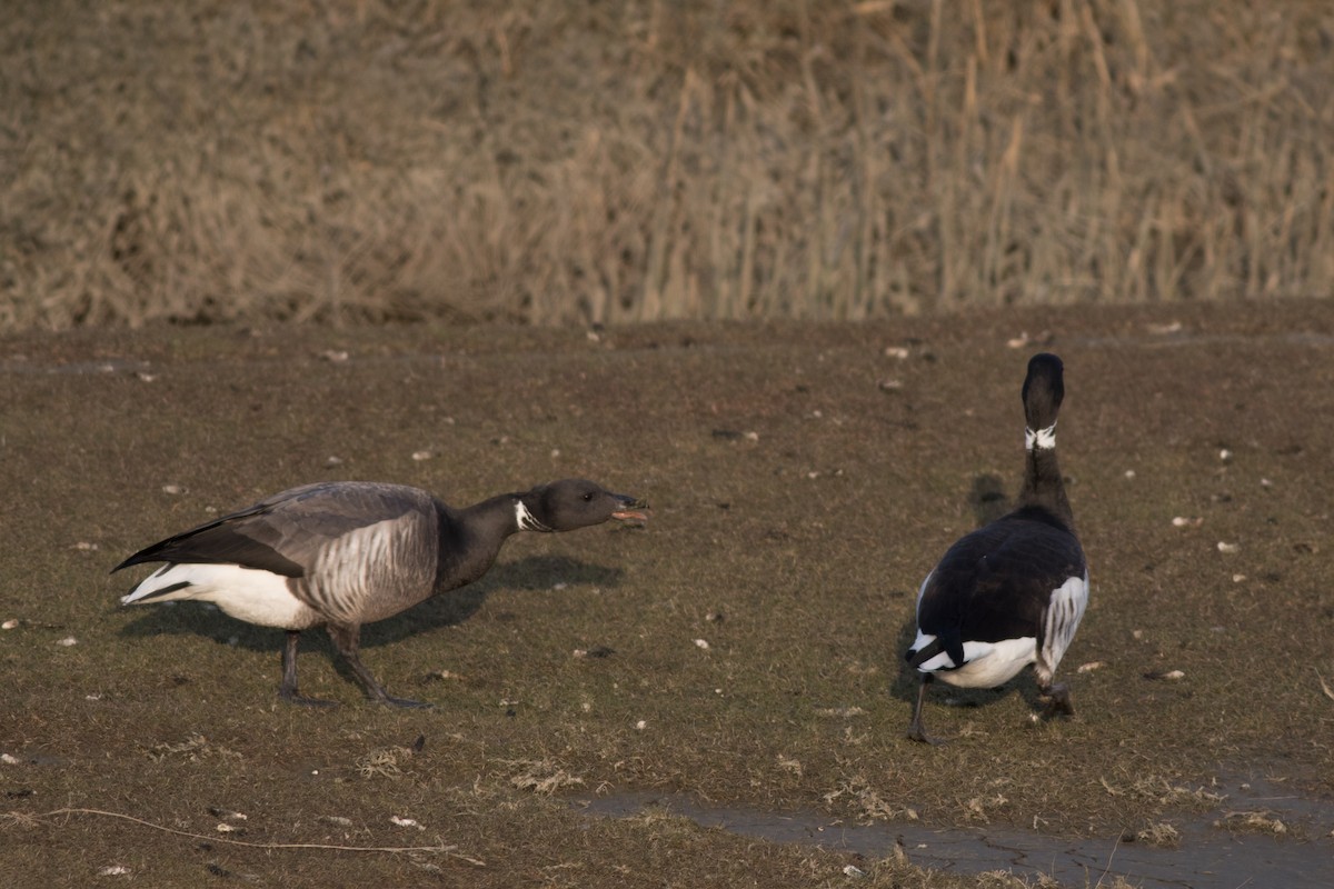 Brant (Black) - ML429578551