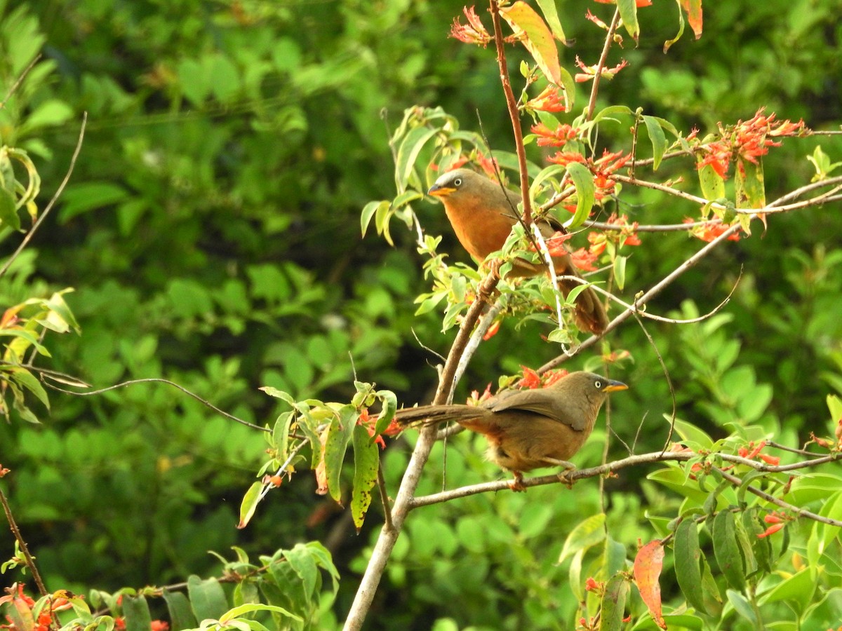 Rufous Babbler - ML429578761