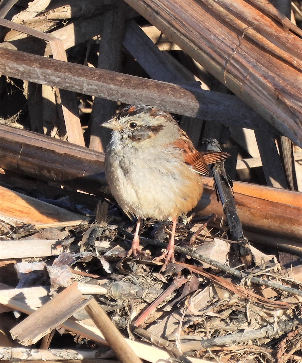 Swamp Sparrow - ML429578791
