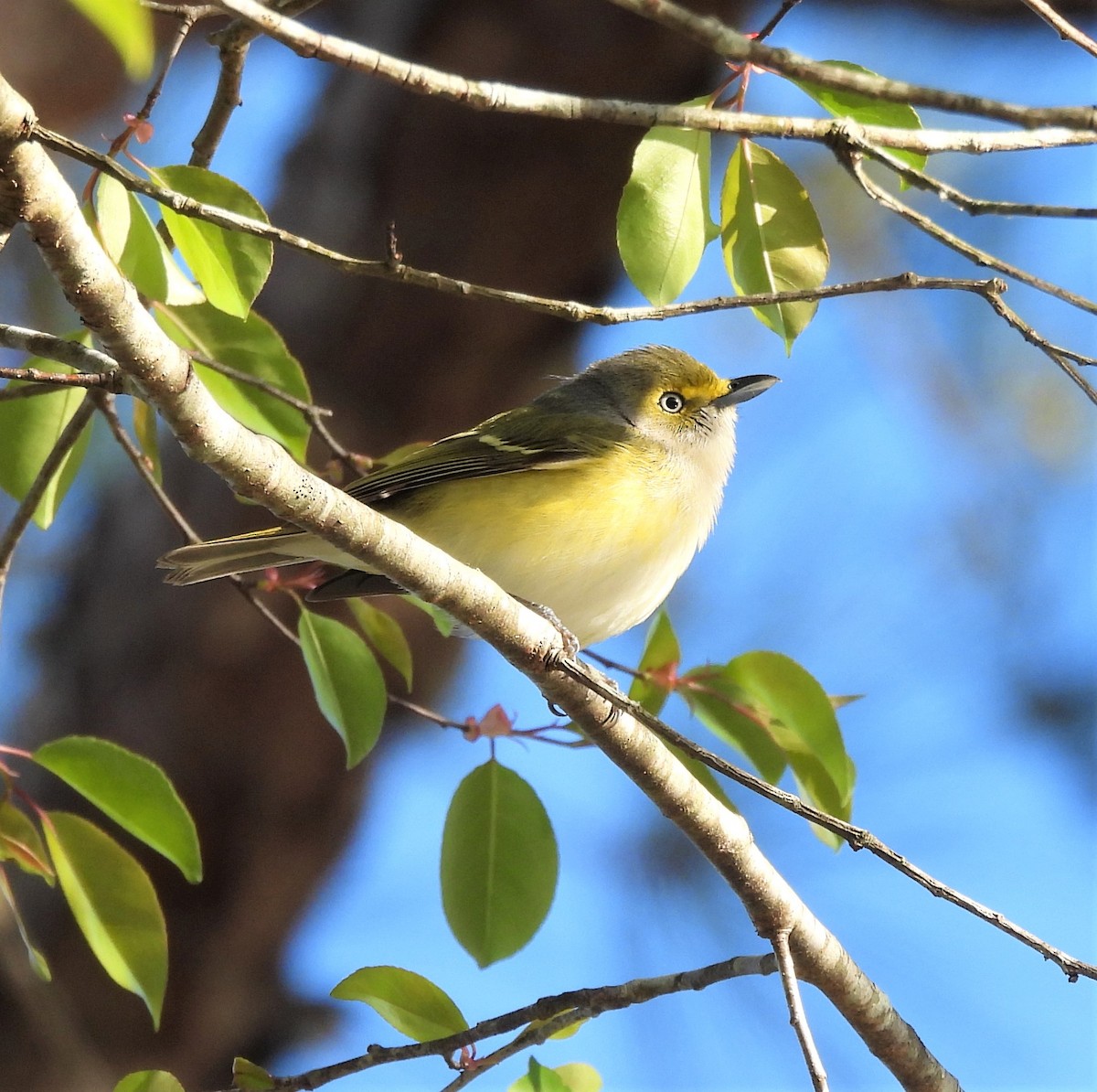 White-eyed Vireo - ML429578861