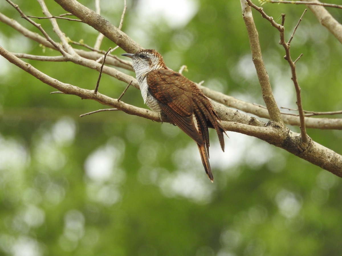 Banded Bay Cuckoo - Sachin  Main