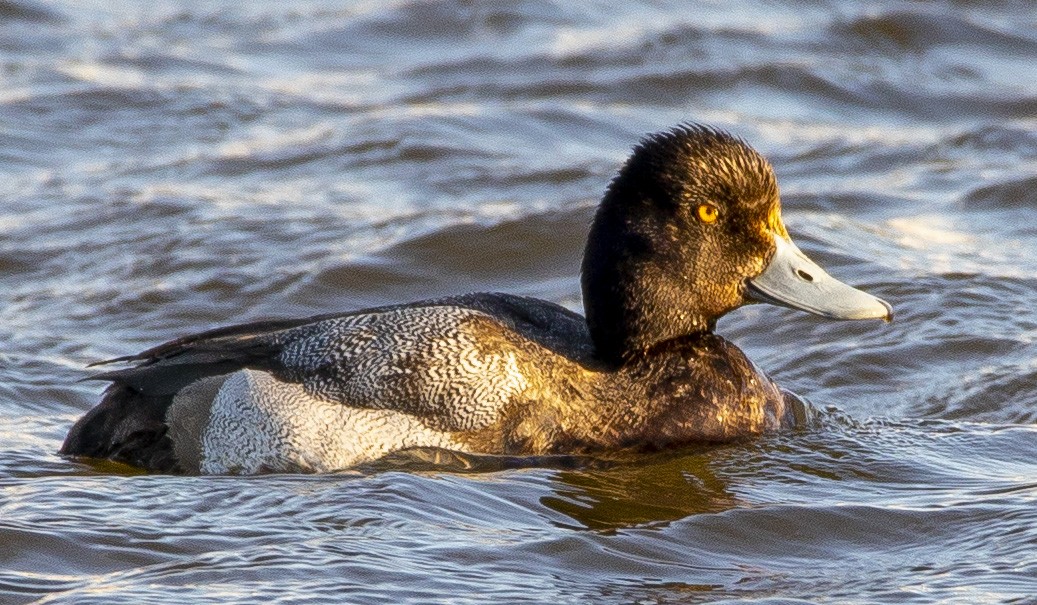 Lesser Scaup - ML429579041