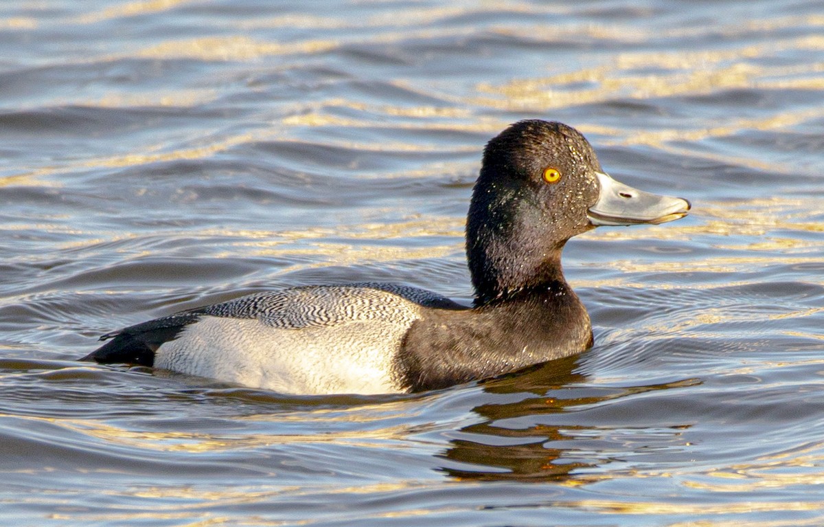 Lesser Scaup - ML429579061