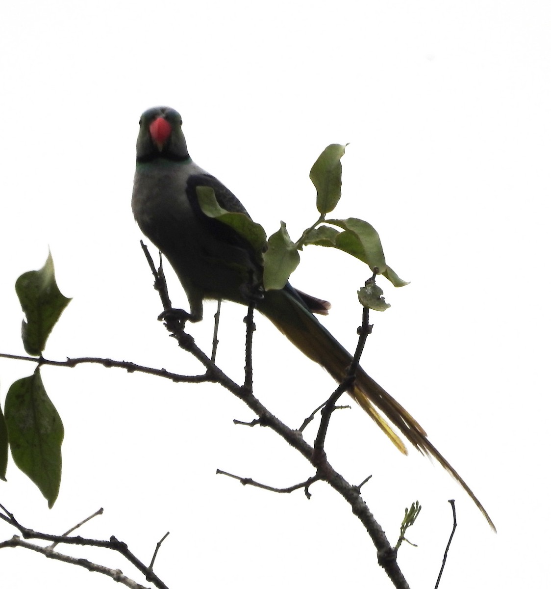 Malabar Parakeet - Sachin  Main