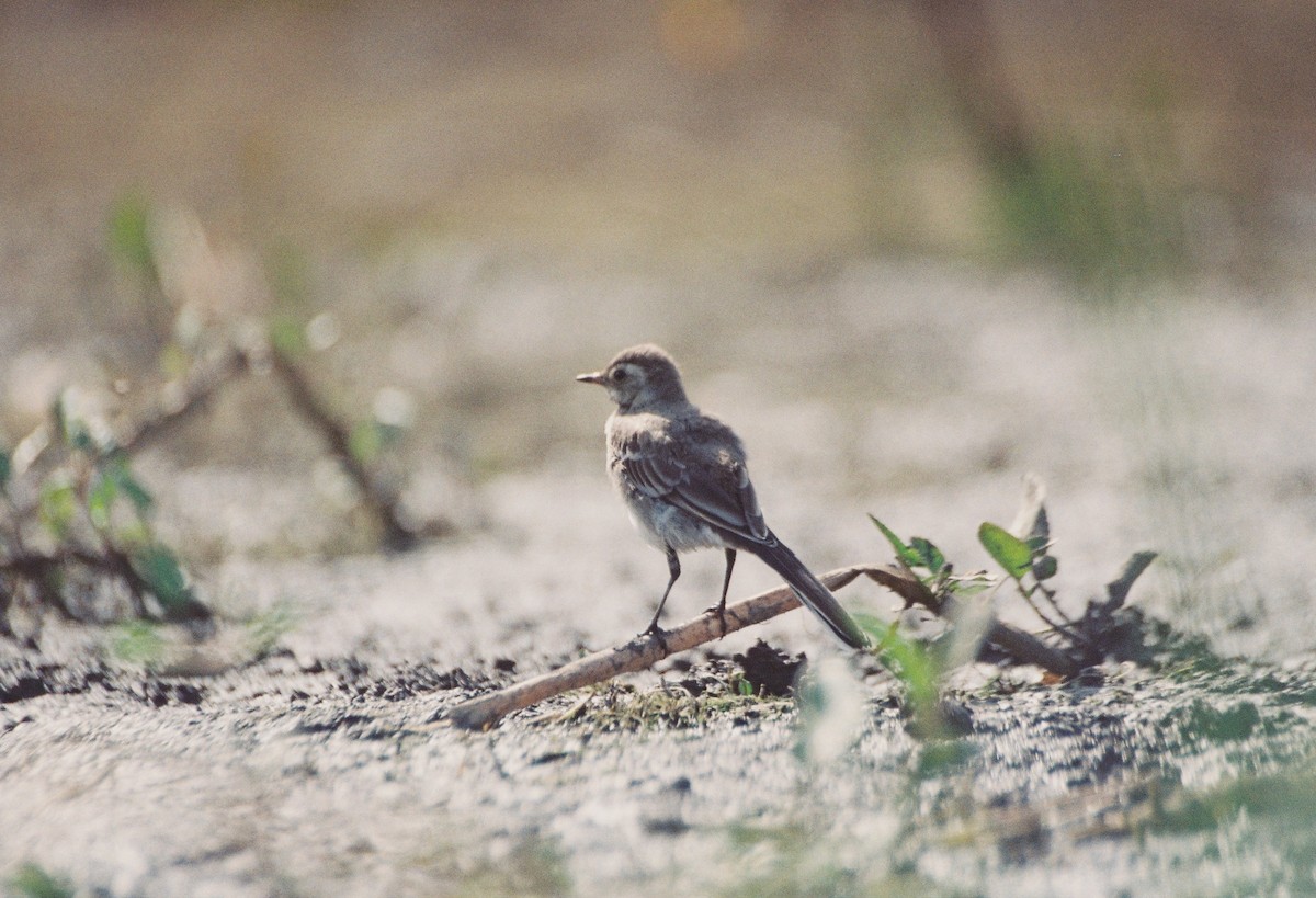 White Wagtail - Tamas Zeke