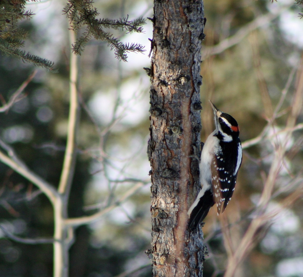 Hairy Woodpecker - ML429582151