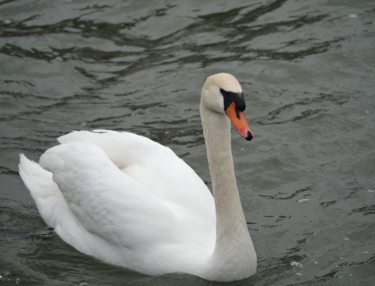 Mute Swan - ML429582451