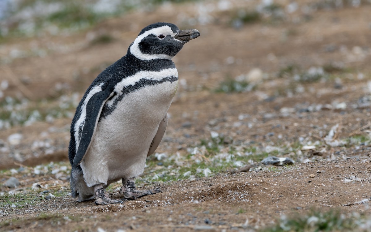 Magellanic Penguin - Mason Maron