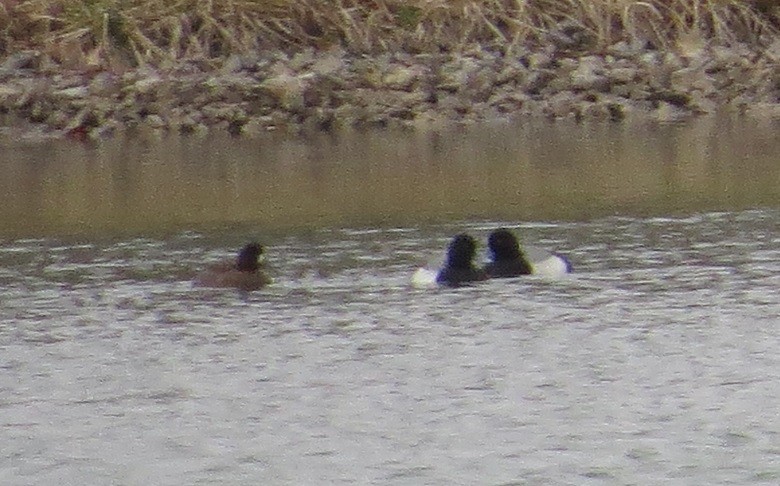 Lesser Scaup - ML429583151