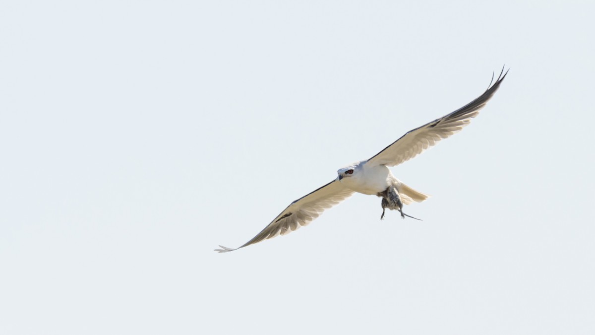 White-tailed Kite - Bryan Calk