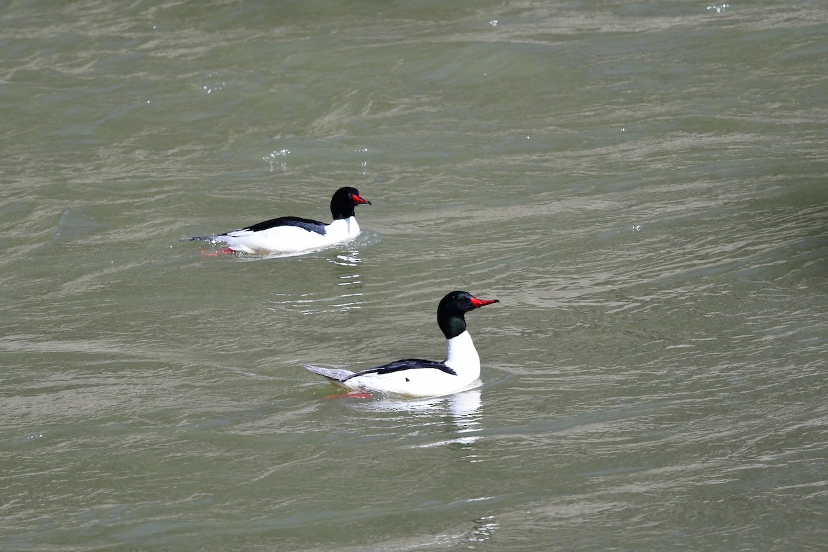 Common Merganser - ML429583611