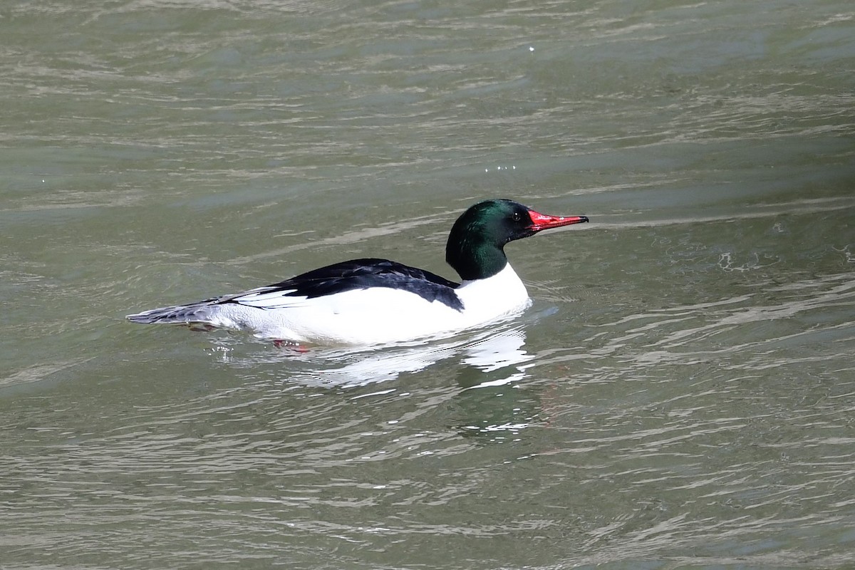 Common Merganser - ML429583681