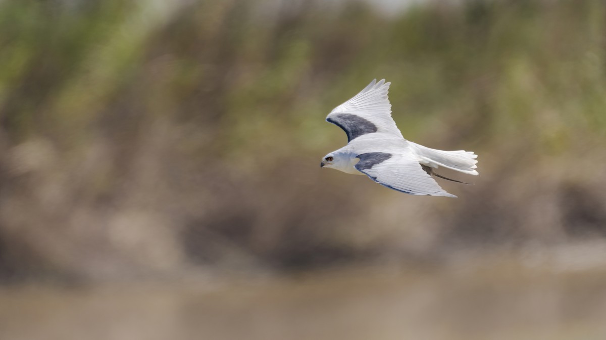 White-tailed Kite - Bryan Calk