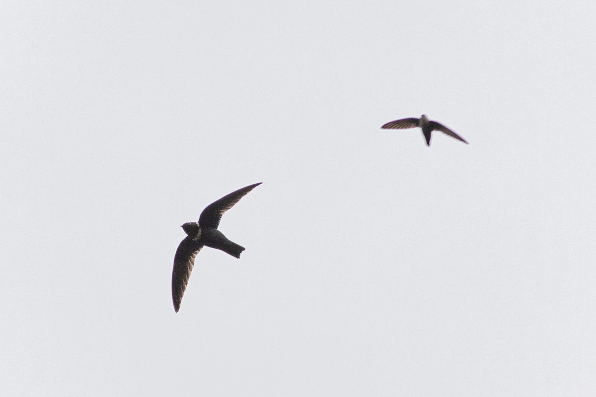 White-collared Swift - ML429583941