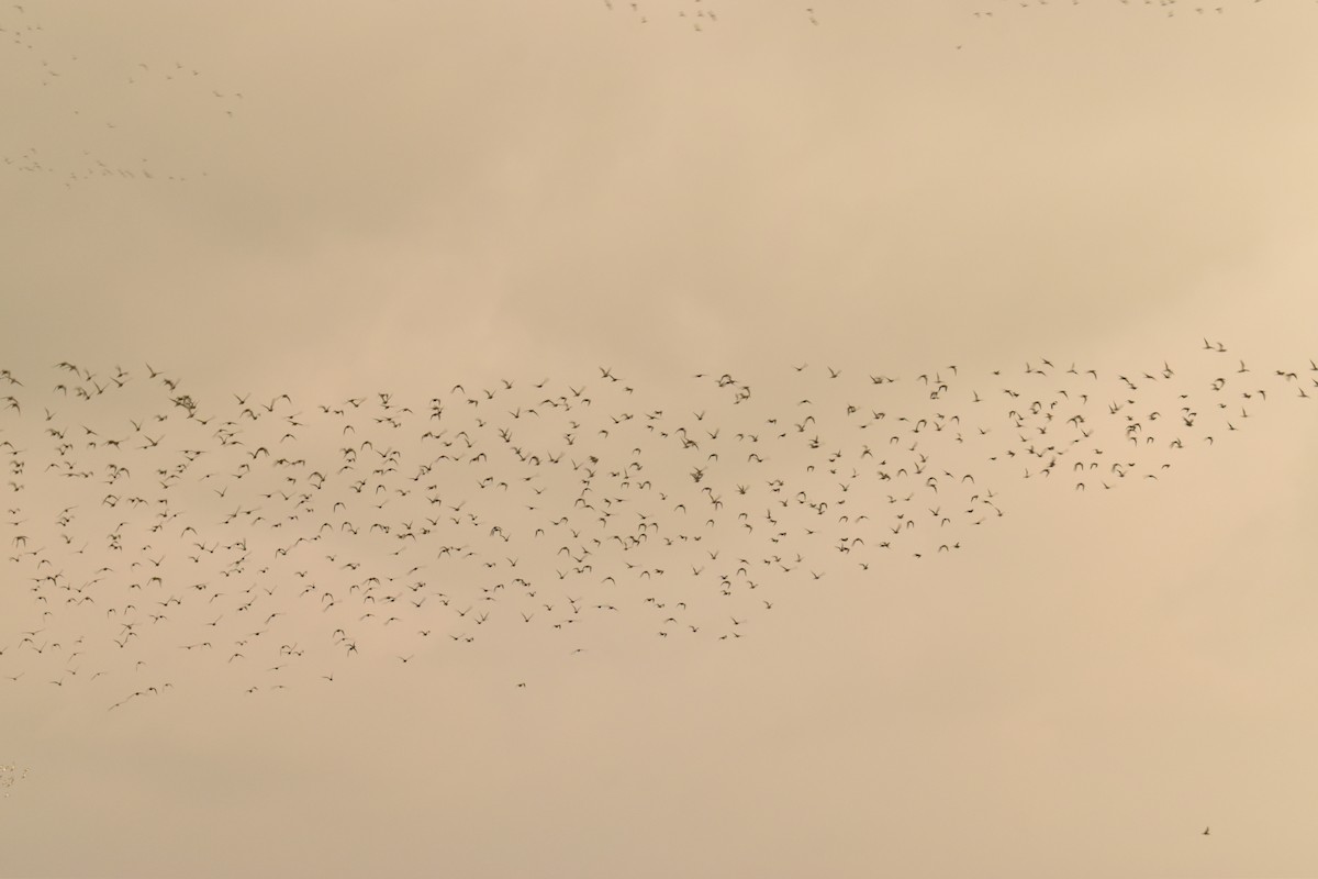 Black-tailed Godwit - ML429584641