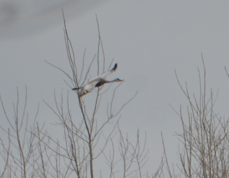 Sandhill Crane - ML429584661