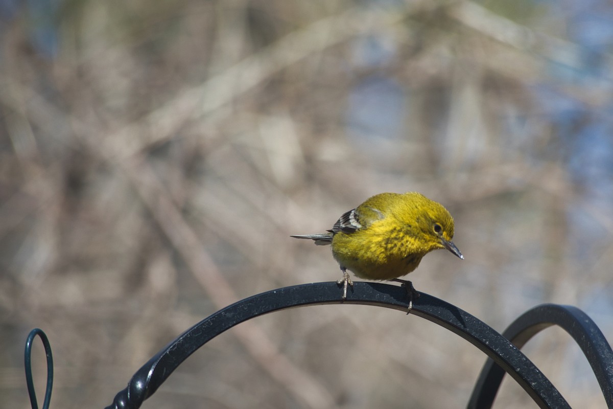 Pine Warbler - ML429584951