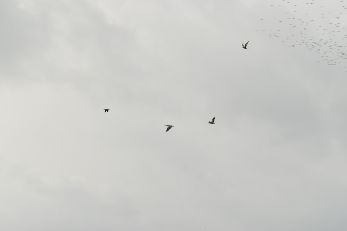 Spot-billed Pelican - ML429585231