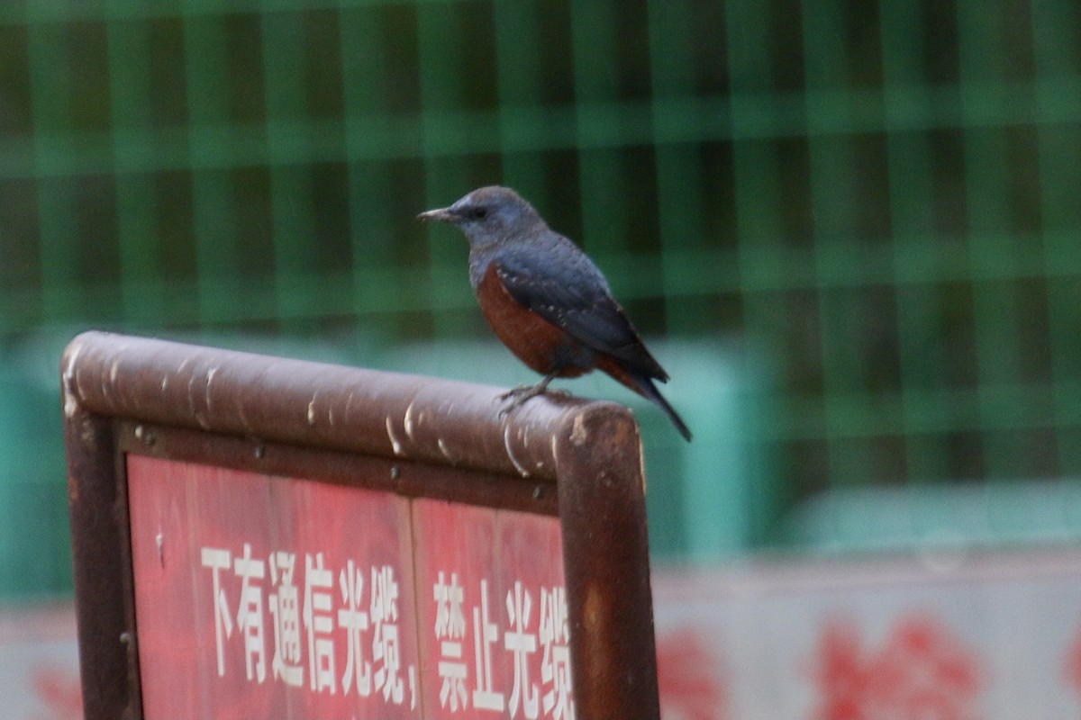 Blue Rock-Thrush - ML429585261