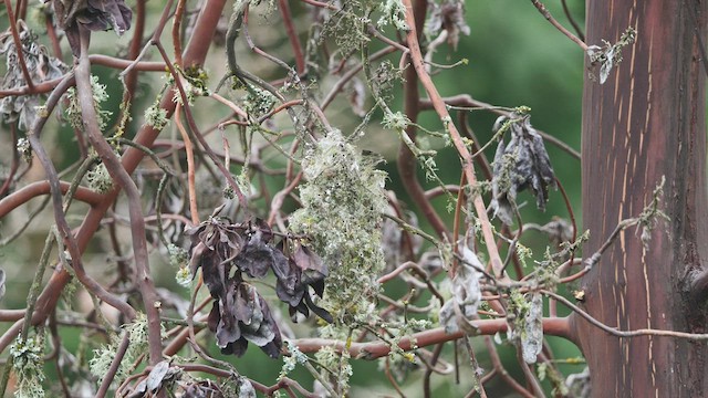 Bushtit - ML429586141