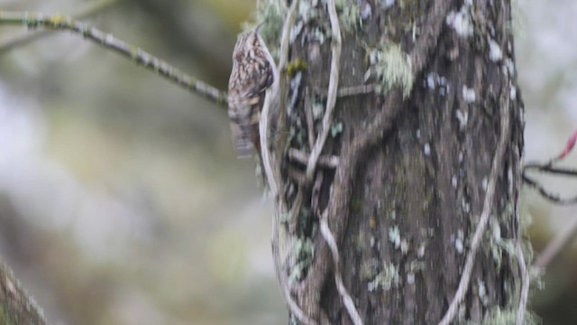 Brown Creeper - ML429586341