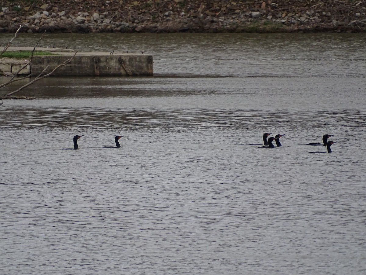 Double-crested Cormorant - ML429586951