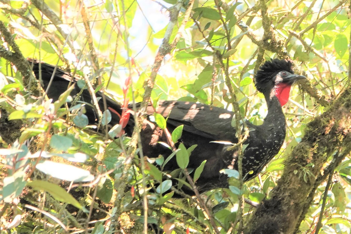 Crested Guan - ML429587051