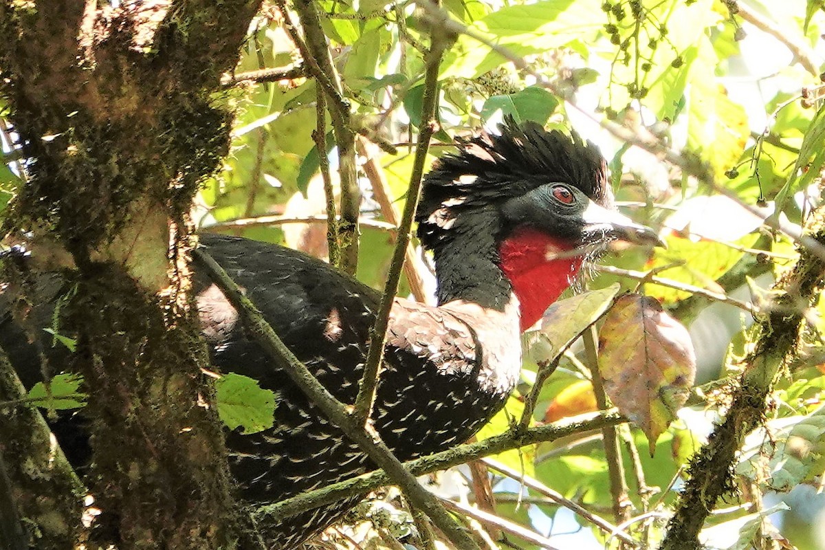 Crested Guan - ML429587141