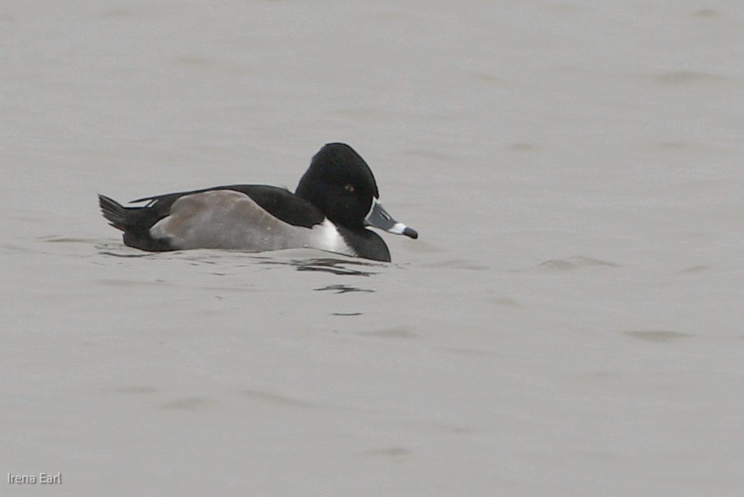 Ring-necked Duck - Hedley & Irena Earl