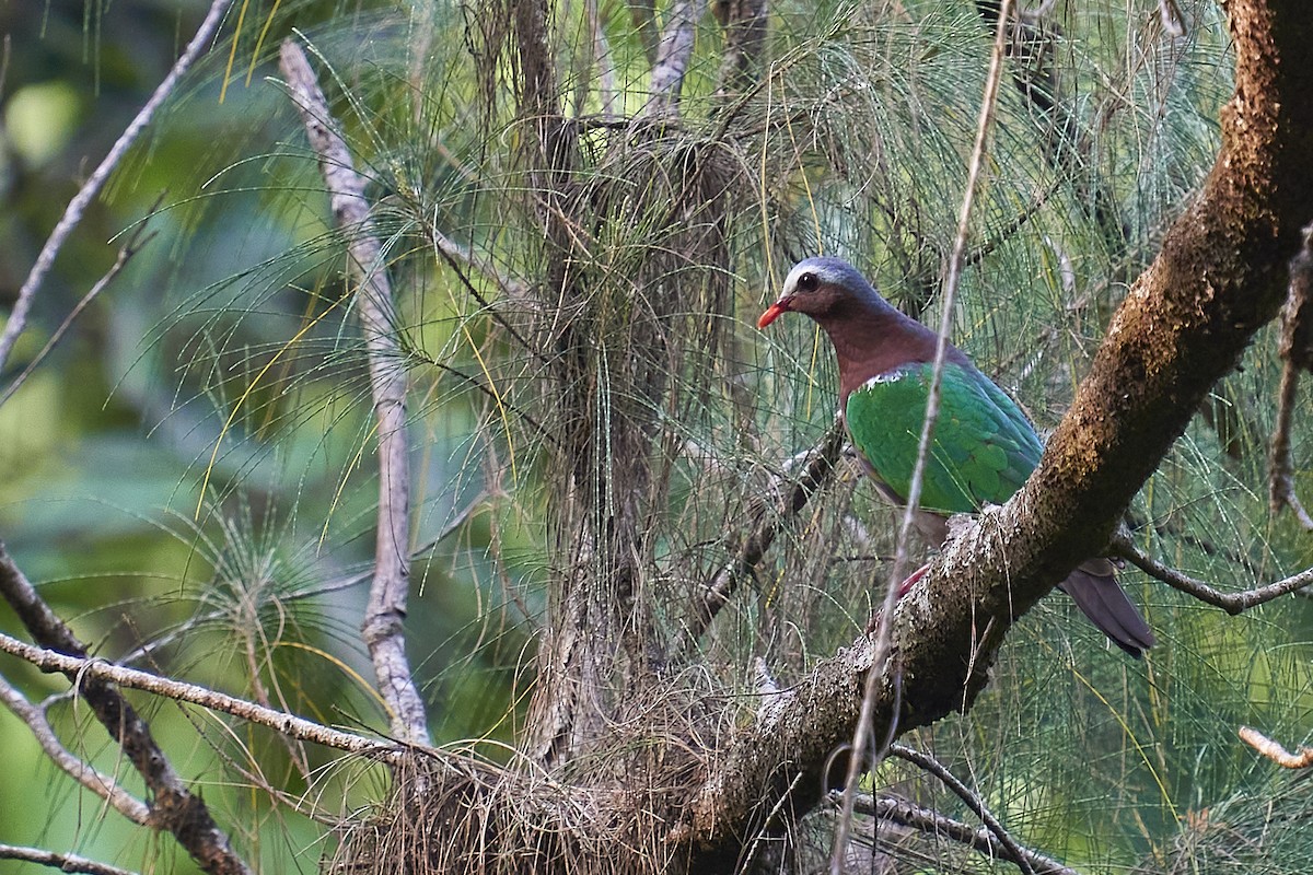 Asian Emerald Dove - ML429588281