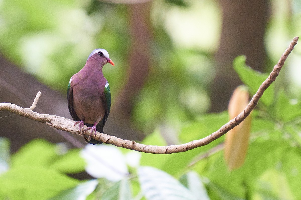 Asian Emerald Dove - ML429588341