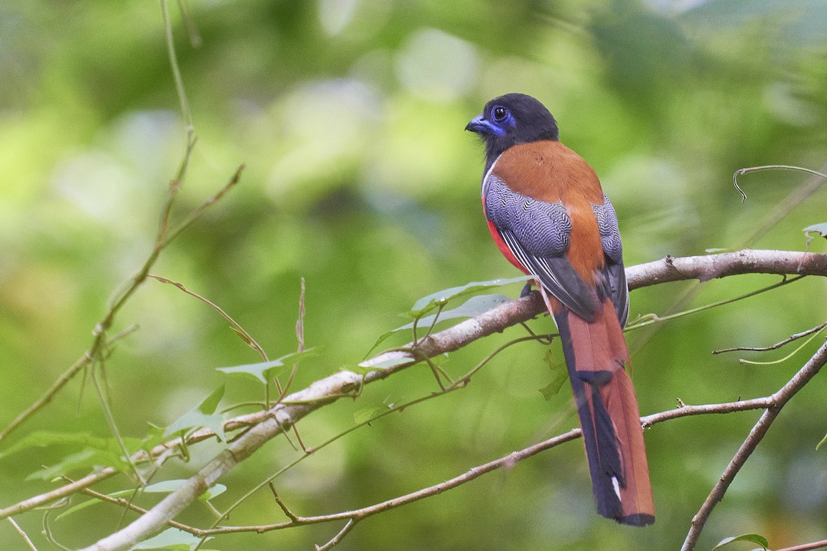 Malabar Trogon - ML429588371