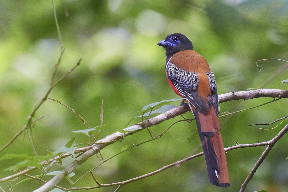 Malabar Trogon - ML429588431