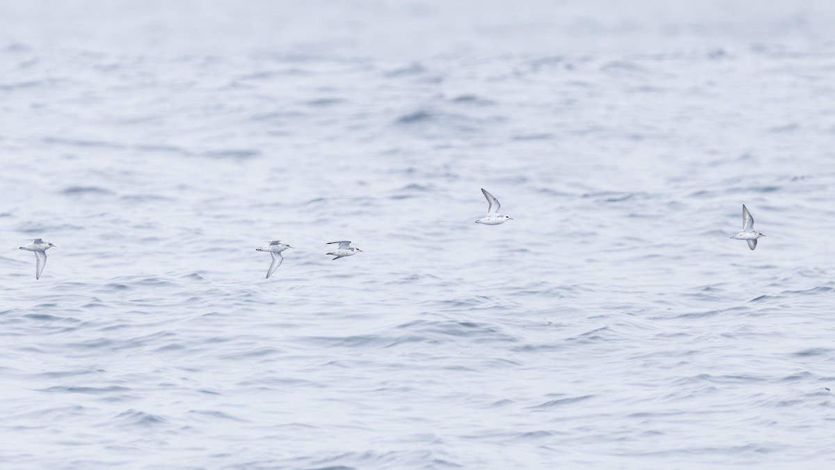 Red Phalarope - Blair Dudeck