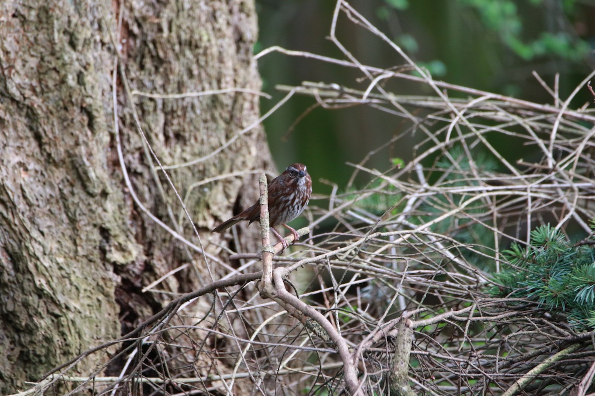 Song Sparrow - ML429589861