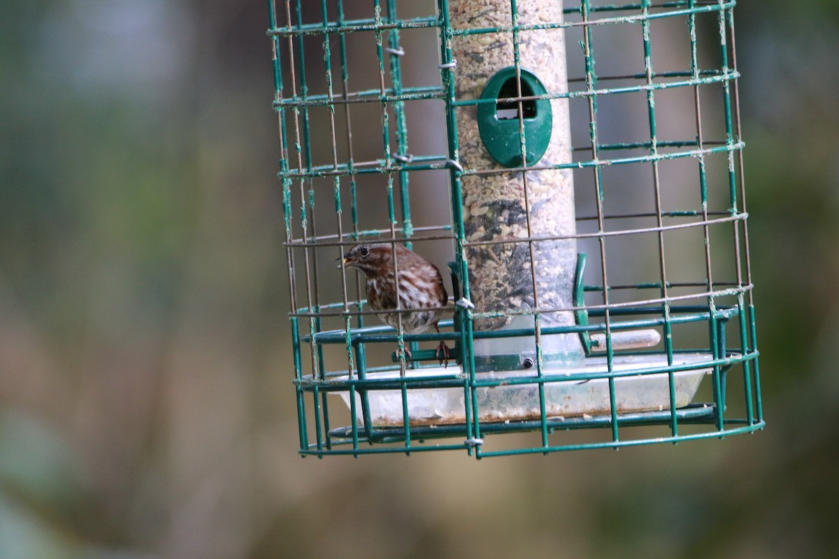 Song Sparrow - ML429589871