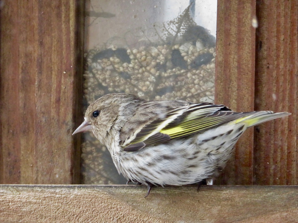 Pine Siskin - karl  schmidt