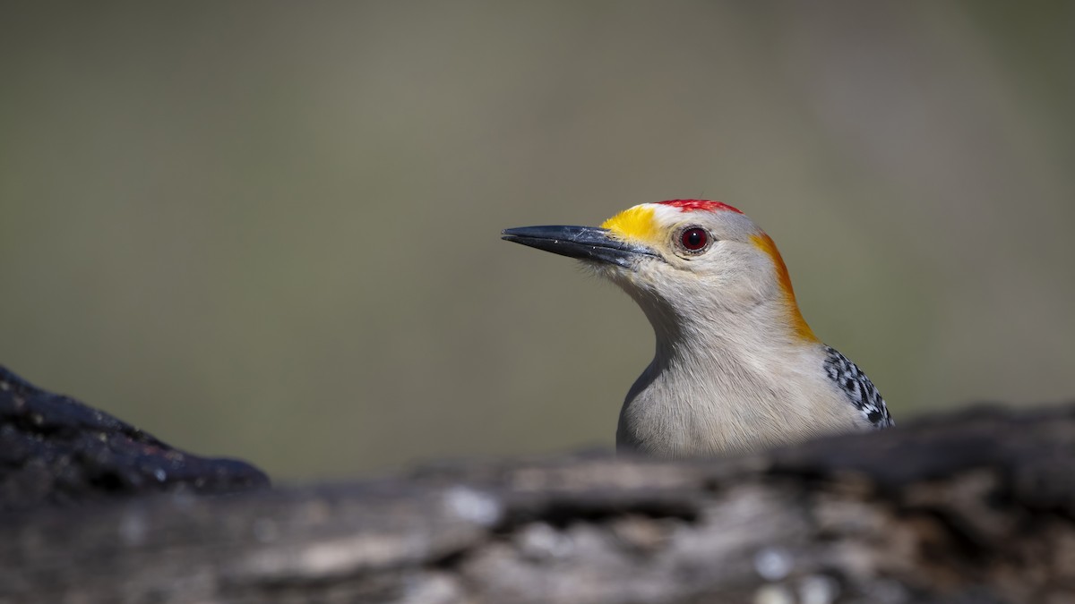 Golden-fronted Woodpecker - Bryan Calk