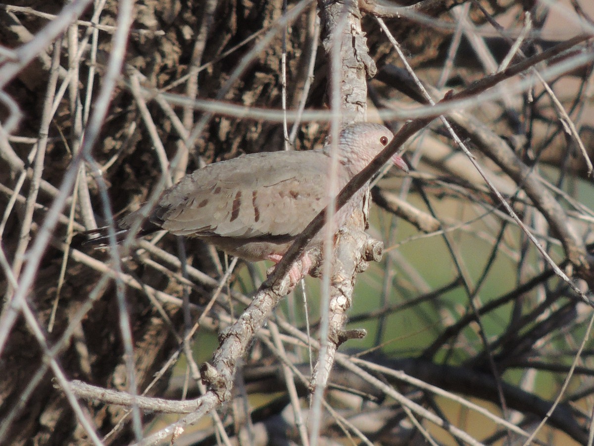 Common Ground Dove - ML429593051