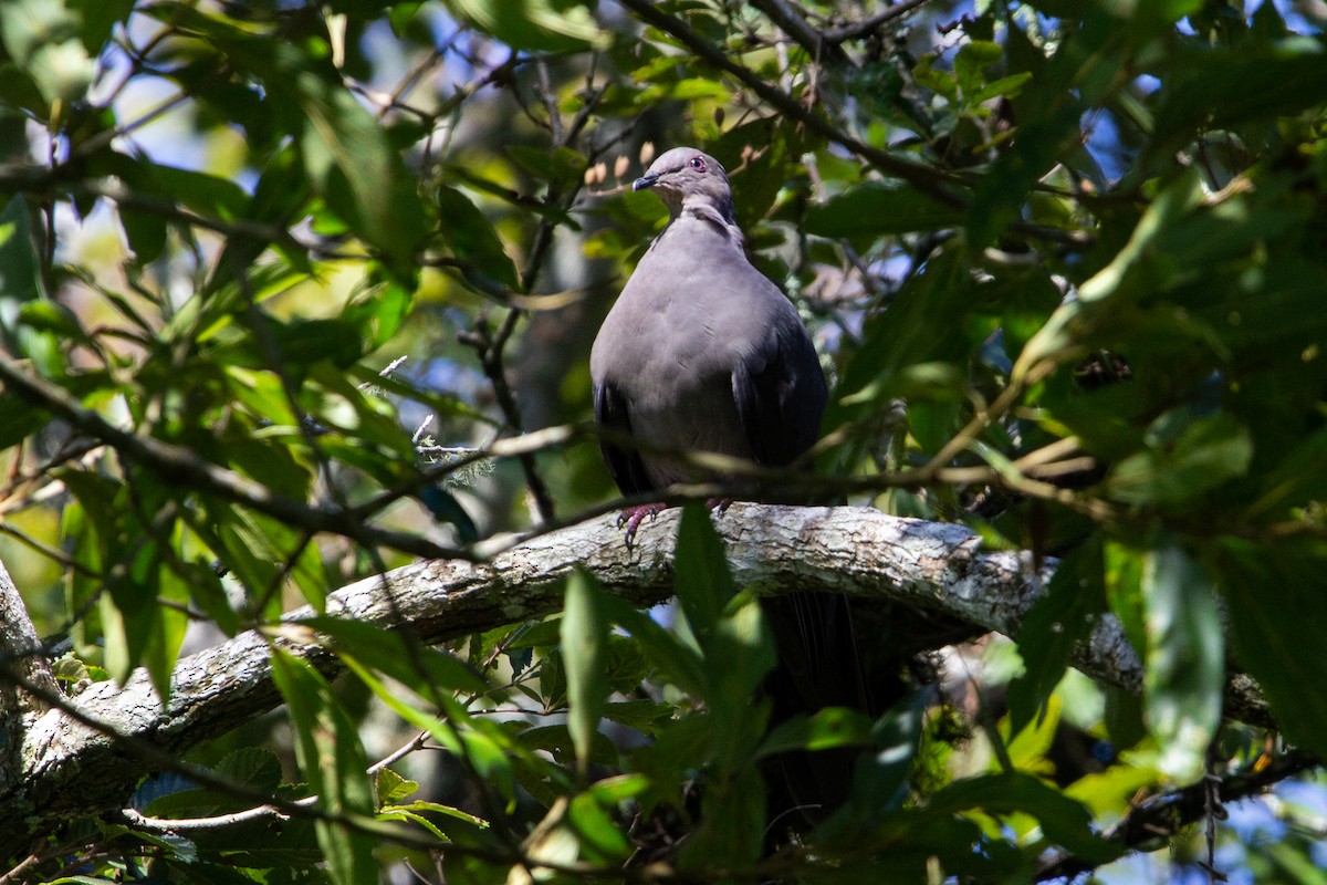 Plumbeous Pigeon - ML429596451