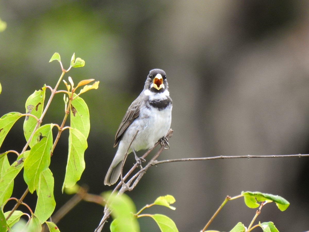 Double-collared Seedeater - ML429598011