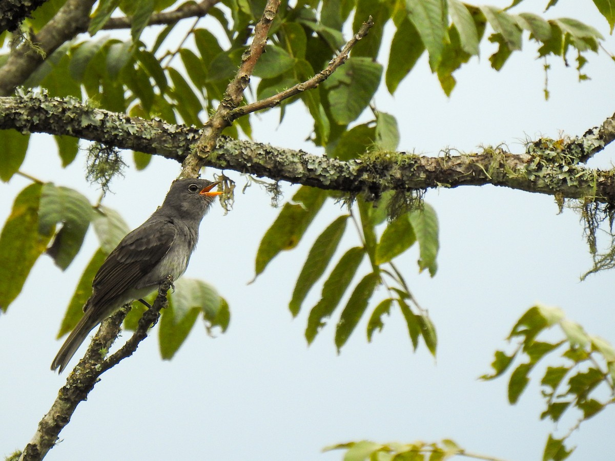 Slaty Elaenia - ML429598561