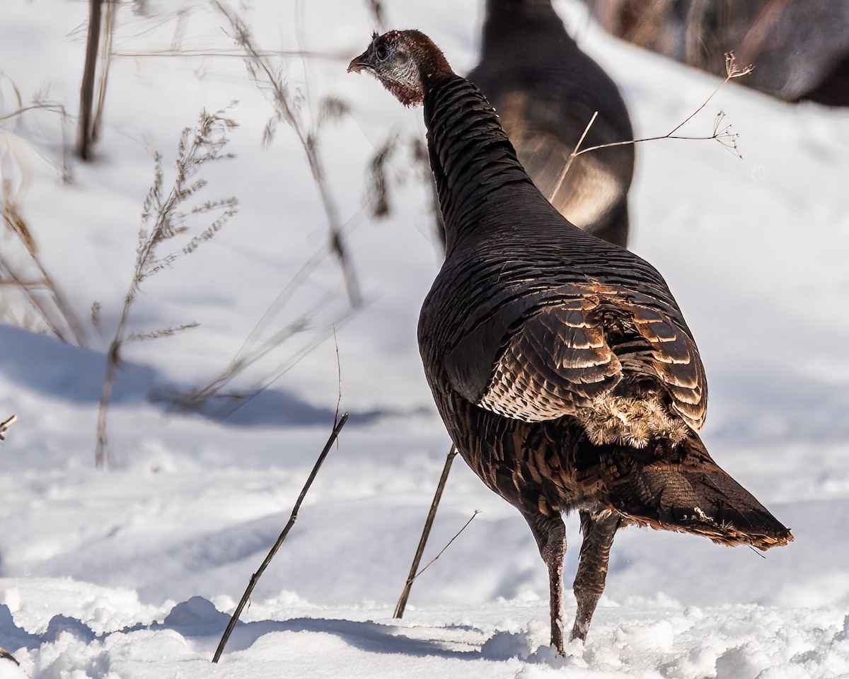 Wild Turkey - ML429599221