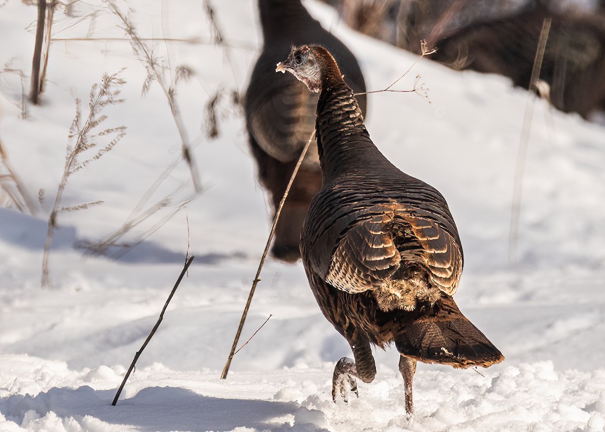 Wild Turkey - ML429599231